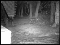 Bushbuck ram outside our cabin in the dark of night