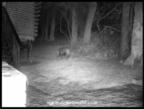 Bushpig outside our cabin in the dark of night