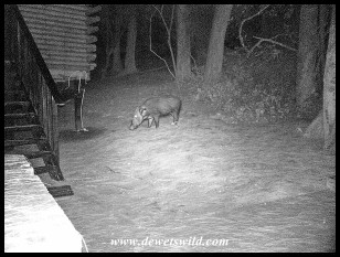 Bushpig outside our cabin in the dark of night