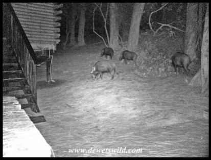 Bushpigs outside our cabin in the dark of night