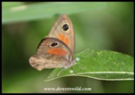 Cape Brown butterfly