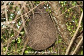 Cocktail Ant nest