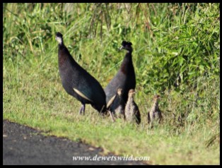 Crested Guineafowl family