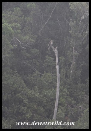 Distant view of a Crowned Eagle in the forest