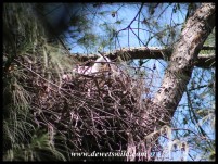 Crowned Eagle nestling