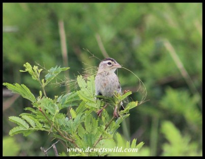 Female Fan-tailed Widowbird