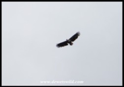 Young Fish Eagle overhead