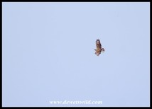 Forest Buzzard circling over the Groot River