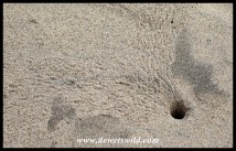 Ghost Crab tunnel - note the crab's tracks leading to and from the hole