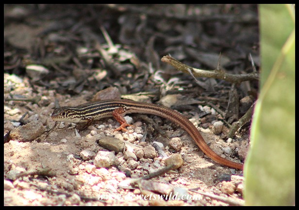 Albany, or Striped, Sandveld Lizard at Jack's Picnic Spot