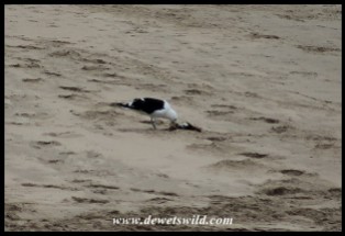 Kelp Gull scavenging on the beach