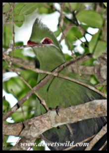 Knysna Turaco visiting us at our chalet in Nature's Valley (photo by Joubert)