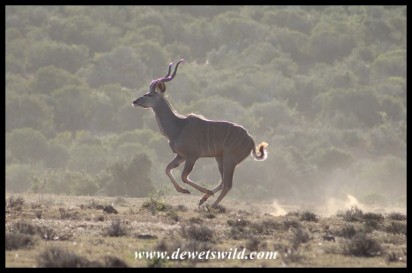 Kudu on the run