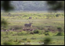 Enormous Kudu bull in the Mfabeni Swamp