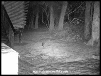 Large-spotted Genet outside our cabin in the dark of night