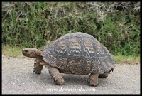 Leopard Tortoises are commonly encountered in Addo