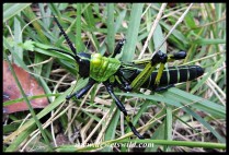 Leprous Grasshopper
