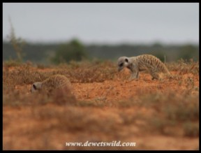Meerkats searching for food