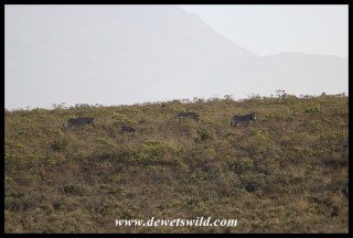 Cape Mountain Zebras on a hillside in the Bontebok National Park