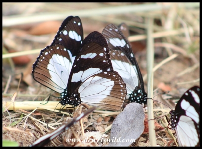 Novice butterflies