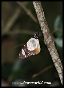 Novice butterfly