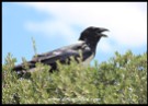 Very hot Pied Crow