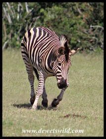 Playful Plains Zebra stallion