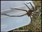 Rain Spider escaping the Tupperware at Bontebok National Park