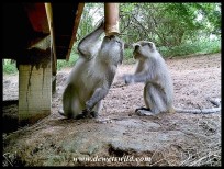 Samango Monkeys