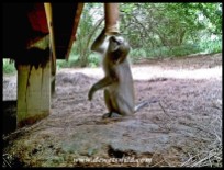Samango Monkey
