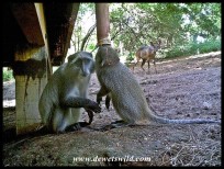 Samango Monkeys with a bushbuck in the background