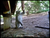 Samango Monkey with a bushbuck in the background