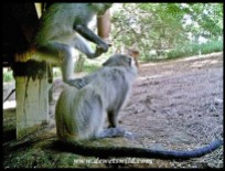 Samango Monkeys with abushbuck in the background