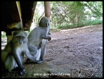 Samango Monkeys