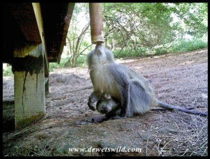 Samango Monkey mom and baby
