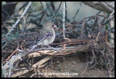 Scale-feathered Finch