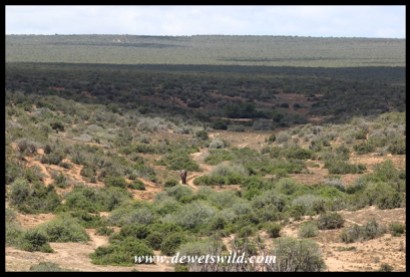 A big elephant bull almost disappears in the wide open spaces of the Addo Elephant National Park