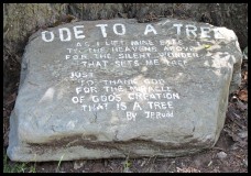 Ode to a tree