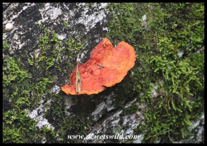 The damp of the forest provides ideal conditions for fungi to thrive