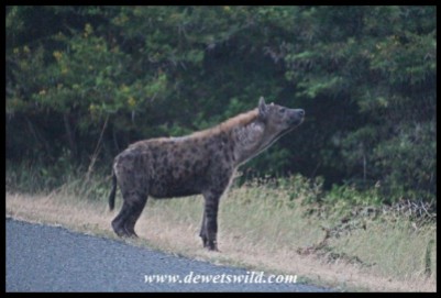 Scruffy-looking Spotted Hyena