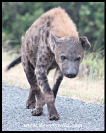Scruffy-looking Spotted Hyena