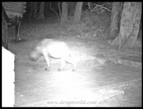 Spotted Hyena outside our cabin in the dark of night