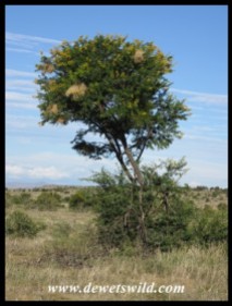Sweet Thorn tree with Sparrow-Weaver nests