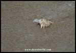Ghost Crab in the surf