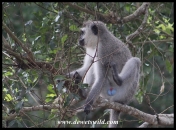 Dominant male Vervet Monkey