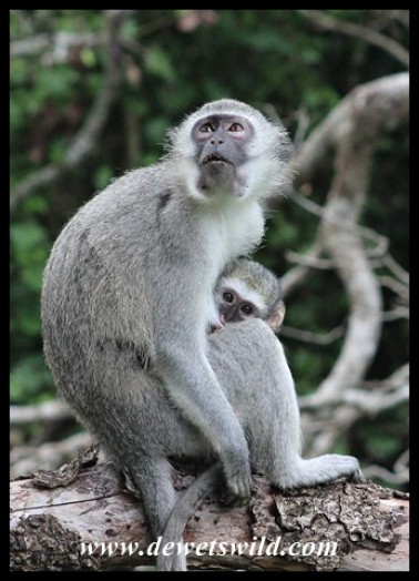 Peek-a-boo! Mother and baby Vervet Monkey