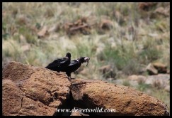 White-necked Ravens that caught a Red-winged Starling chick