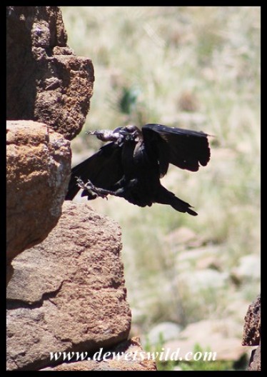 White-necked Raven that caught a Red-winged Starling chick