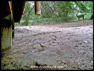 Yellow-fronted Canary, with a bushbuck in the background