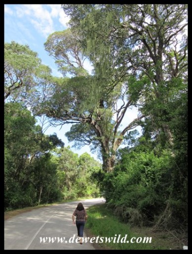 Outeniqua Yellowwoods (Podocarpus falcatus) towering over the road near Nature's Valley